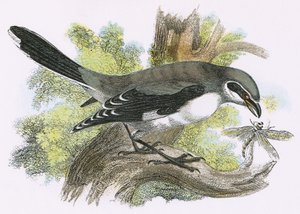 Great Grey Shrike