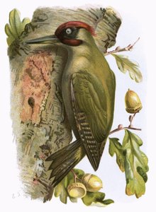Green Woodpecker by English School
