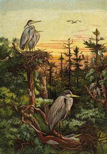 Grey Herons
