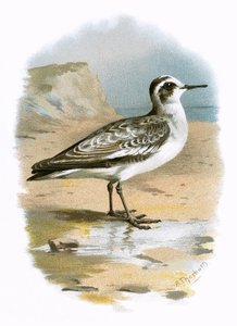 Grey Phalarope