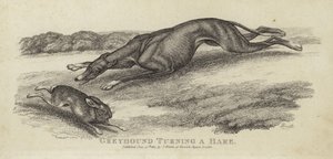 Greyhound turning a hare by English School
