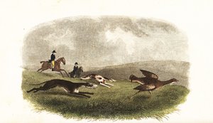 Greyhounds Chasing a Great Bustard, Otis tarda, for Sport by English School