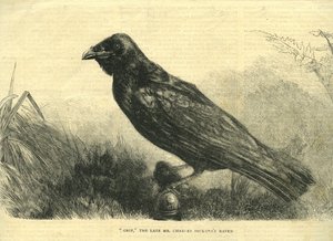 Grip, the Pet Raven of Charles Dickens by English School