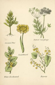 Ground Pine, Burnet Saxifrage, Goatsbeard, White Horehound, Bryony by English School