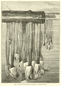 Group of Barnacles attached to a floating Log
