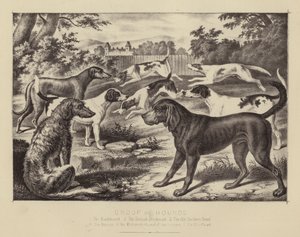 Group of Hounds by English School