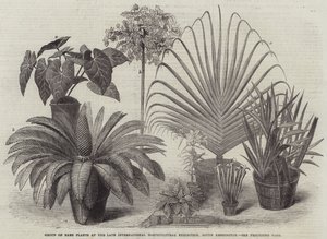 Group of Rare Plants at the Late International Horticultural Exhibition, South Kensington