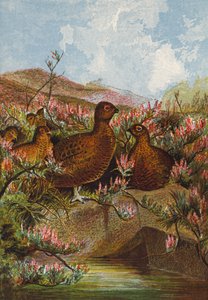 Grouse
