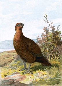 Grouse
