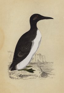Guillemot
