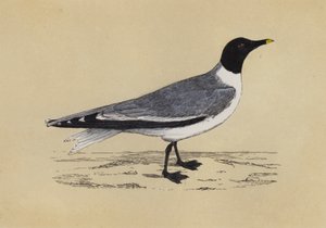 Gull by English School