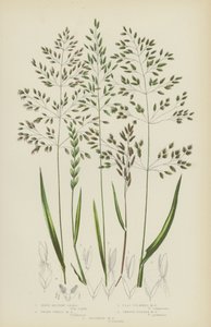 Hard Meadow Grass, Dwarf Wheat Meadow Grass, Flat Stemmed Meadow Grass, Smooth Stalked Meadow Grass by English School
