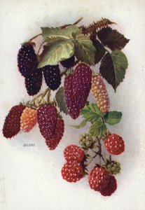 Hardy Berry-Bearing Fruits by English School