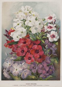 Hardy Phloxes