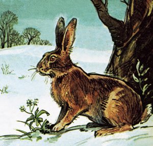 Hare by English School