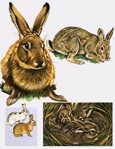 Hares and Rabbits