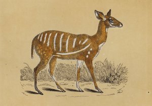 Harnessed Antelope