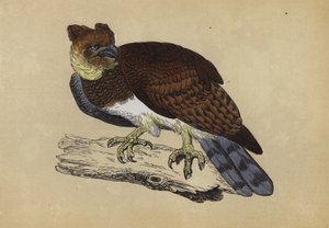 Harpy Eagle
