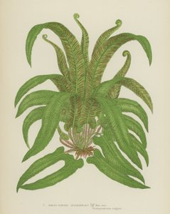 Harts-Tongue Spleenwort by English School