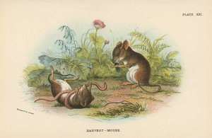 Harvest-Mouse