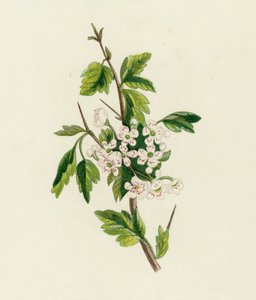 Hawthorn by English School