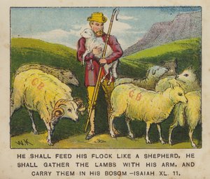 He shall feed his flock like a shepherd, he shall gather the lambs with his arm, and carry them