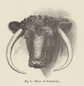 Head of Longhorn by English School