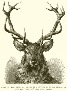 Head of Red Deer (detail) by English School