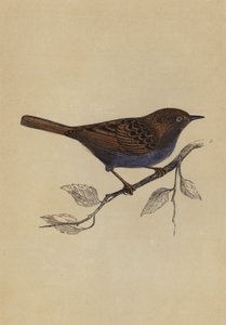 Hedge Sparrow by English School