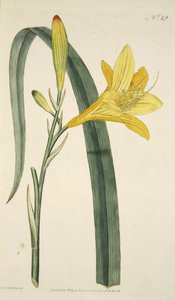 Yellow Day Lily from The Botanical Magazine or Flower Garden Displayed, pub. 1796 (hand coloured engraving)