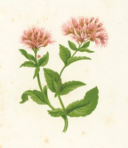 Hemp Agrimony, Eupatorium Cannabinum