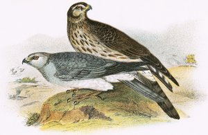Hen Harrier