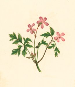 Herb Robert, or Poor Robin, Geranium Robertianum by English School