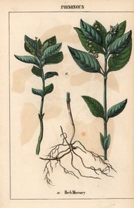 Herb mercury, from 