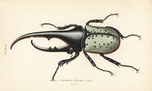 Hercules beetle, male, Dynastes hercules, Scarabaeus hercules by English School