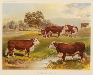 Hereford Cattle