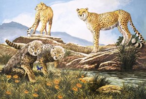 High-Speed Hunter, The Cheetah, Illustration from Nature