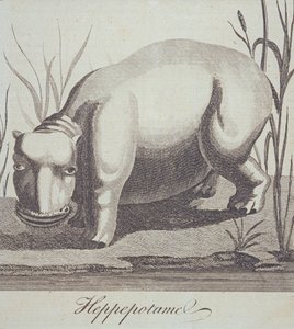 Hippopotamus, from The Gentlemans Magazine, published in December 1772 by English School