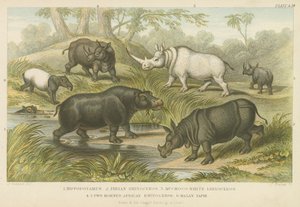 Hippopotamus, rhinoceros and tapir by English School