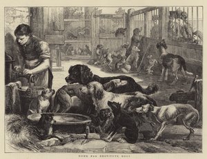 Home for Destitute Dogs by English School