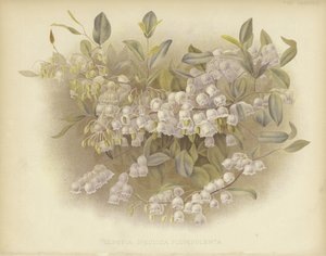 Honeycups, zenobia or dusty zenobia