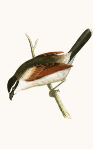 Hooded Shrike, illustration from 