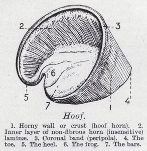Hoof