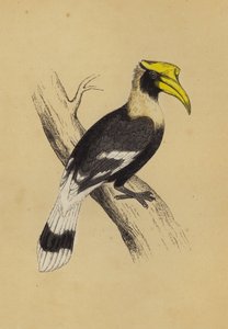 Hornbill