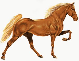 Horse