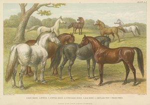 Horses and ponies