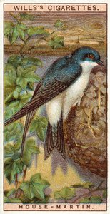 House Martin