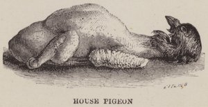House Pigeon