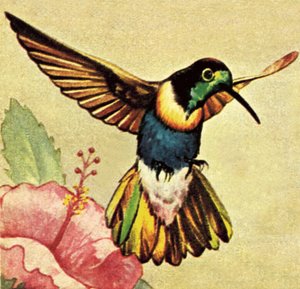 Humming Bird