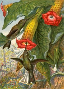 Humming Birds by English School